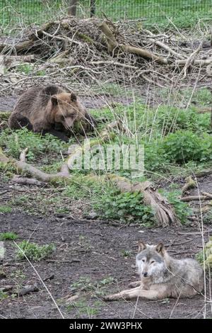 Bristol Zoo Project, Bristol, Royaume-Uni. 21 mars 2024. Bristol Zoo Projects les ours ne sont plus en hibernation et errent dans l'enceinte du Wild Wood avec leurs voisins les Wolves. Au cours de l'hiver, les ours entrent dans une torpeur qui, bien que n'étant pas une véritable hibernation, se réveillent au printemps. Zoo Project était autrefois connu sous le nom de Bristol Zoo mais a changé de nom quand il a déménagé de son emplacement en ville à un endroit rural plus attrayant. Crédit : JMF News/Alamy Live News Banque D'Images