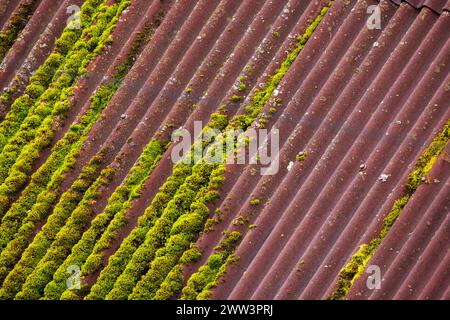 Vert vif de mousse est sur le toit en ardoise, texture de photo de fond. Feuilles de bitume ondulées en carton imprégnées de bitume, en forme de lattes Banque D'Images