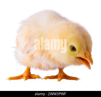 Buff Orpington poussin qui est jaune vif qui est isolé et grinçant à quelque chose. Banque D'Images