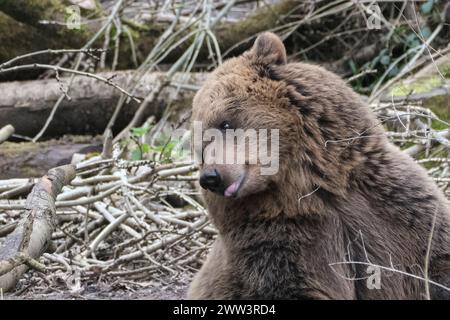 Bristol Zoo Project, Bristol, Royaume-Uni. 21 mars 2024. Bristol Zoo Projects les ours ne sont plus en hibernation et errent dans l'enceinte du Wild Wood avec leurs voisins les Wolves. Au cours de l'hiver, les ours entrent dans une torpeur qui, bien que n'étant pas une véritable hibernation, se réveillent au printemps. Zoo Project était autrefois connu sous le nom de Bristol Zoo mais a changé de nom quand il a déménagé de son emplacement en ville à un endroit rural plus attrayant. Crédit : JMF News/Alamy Live News Banque D'Images