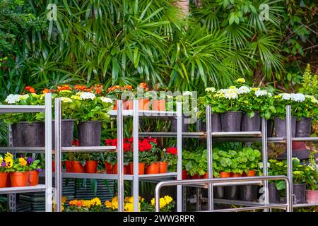 Bégonias multicolores, hortensias, pélargoniums, violas, fleurs de pansies en pots à vendre. Fleurs sur des supports près du centre de jardin de serre. Se développer Banque D'Images
