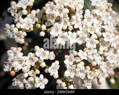 Fleur de Viburnum tinus au printemps dans un jardin Banque D'Images