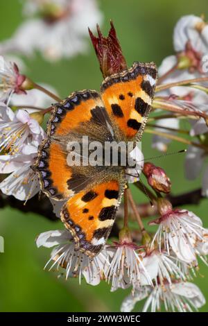 Petit papillon en écaille de tortue, Aglais urticae, Sussex, Royaume-Uni Banque D'Images