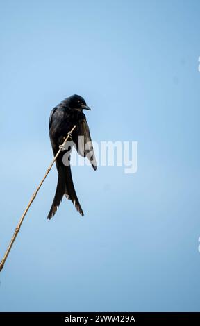 Le drongo noir (Dicrurus macrocercus) est un petit oiseau de passereau asiatique de la famille des Dicruridae.C'est un éleveur résident commun dans une grande partie de tr Banque D'Images