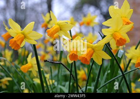 Jonquille Narcisse jaune et orange 'Jetfire' en fleur. Banque D'Images