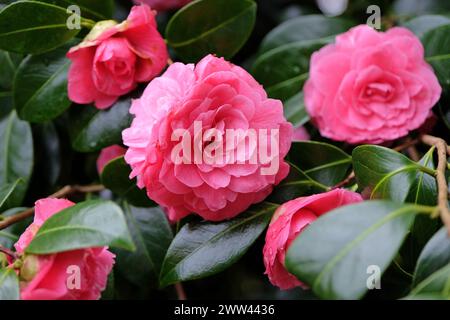 Rose vif double Camellia japonica 'Pink Dawn' en fleur, Banque D'Images