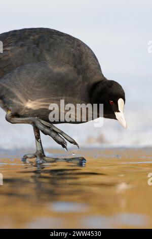 Vérification de la température... Black Coot / Coot / Eurasian Coot ( Fulica atra ) en hiver se tient dans une lumière parfaite sur le bord de glace en vérifiant soigneusement la température de l'eau Banque D'Images