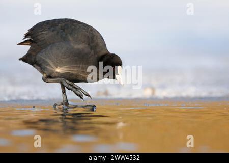 Vérification de la température... Black Coot / Coot / Eurasian Coot ( Fulica atra ) en hiver se tient dans une lumière parfaite sur le bord de glace en vérifiant soigneusement la température de l'eau Banque D'Images