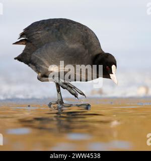 Vérification de la température... Black Coot / Coot / Eurasian Coot ( Fulica atra ) en hiver se tient dans une lumière parfaite sur le bord de glace en vérifiant soigneusement la température de l'eau Banque D'Images