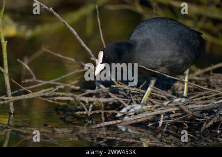 Coot noir / Coot / Coot eurasien ( Fulica atra ) construction de son nid, nidification, construction de nids sous les buissons près du bord de l'eau, faune, Europe. Banque D'Images