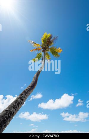 Palmier contre le ciel bleu le jour ensoleillé d'été. Banque D'Images