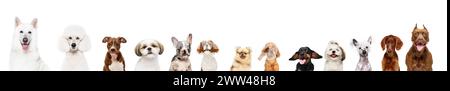 Collage fait de différents chiens de race pure regardant sur fond blanc de studio. Animaux intelligents et beaux Banque D'Images