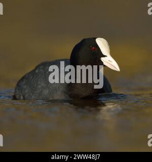 goldenes Licht... Blässralle Fulica atra , Blässhuhn, häufig zu beobachtender, allgemein bekannter und auffälliger Wasservogel an heimischen Gewässern, zählt - meist unbekannt - zu den Kranichvögeln *** Black Coot / Eurasian Coot Fulica atra dans une belle robe d'élevage chatoyante, nager dans une belle eau colorée, plan frontal, faune, Europe. Nordrhein-Westfalen Deutschland, Westeuropa Banque D'Images