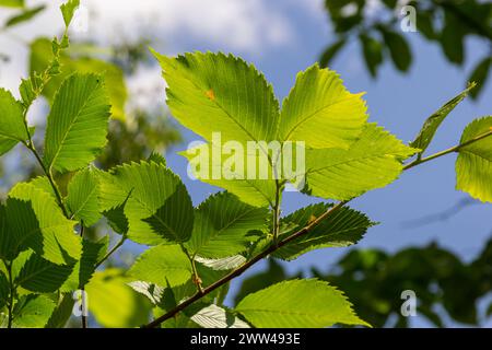 Feuille de charme au soleil. Branche de charme avec feuilles vertes fraîches. Magnifique fond vert naturel. Lames de ressort. Banque D'Images