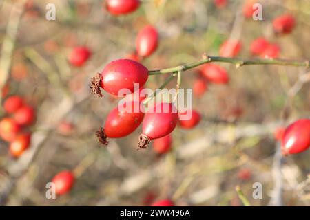 Trois baies de rose musquée rouges en gros plan sur le fond d'un arbuste de rose musquée en automne Banque D'Images