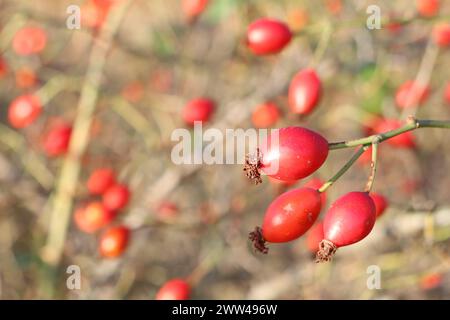 Trois baies de rose musquée rouges en gros plan sur le fond d'un arbuste de rose musquée en automne Banque D'Images