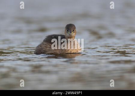 Petit Grebe (Tachybaptus ruficollis) dans un étang. Photographié en Israël en décembre Banque D'Images