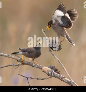 Myna Common Myna Acridotheres (ou indiennes tristis). Cet oiseau est originaire de l'Asie du sud de l'Afghanistan à Sri Lanka. L'Myna a été introduit en Banque D'Images