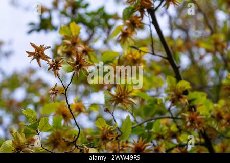 Branche d'un faisceau de cornes Carpinus betulus avec inflorescence tombante et feuilles en automne, foyer sélectionné, profondeur de champ étroite, espace de copie dans le blurr Banque D'Images