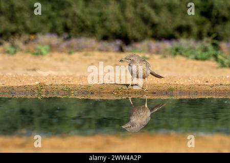 Babbler arabe près de l'eau le babbler arabe (Argya squamiceps) est un oiseau passereau. C'est un oiseau résident de nidification communautaire de broussailles arides dans le M. Banque D'Images