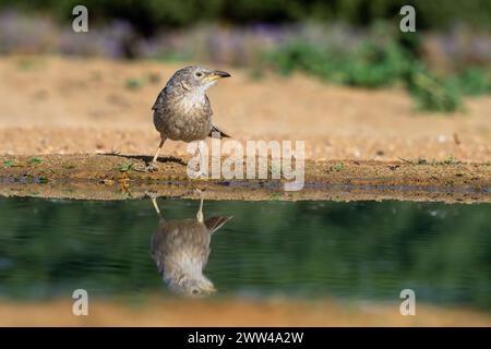 Babbler arabe près de l'eau le babbler arabe (Argya squamiceps) est un oiseau passereau. C'est un oiseau résident de nidification communautaire de broussailles arides dans le M. Banque D'Images