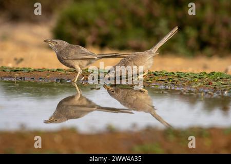 Babbler arabe près de l'eau le babbler arabe (Argya squamiceps) est un oiseau passereau. C'est un oiseau résident de nidification communautaire de broussailles arides dans le M. Banque D'Images