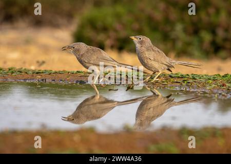 Babbler arabe près de l'eau le babbler arabe (Argya squamiceps) est un oiseau passereau. C'est un oiseau résident de nidification communautaire de broussailles arides dans le M. Banque D'Images