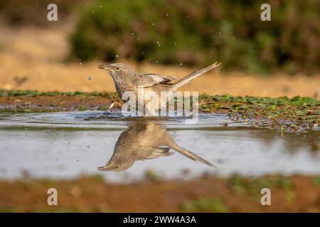 Babbler arabe près de l'eau le babbler arabe (Argya squamiceps) est un oiseau passereau. C'est un oiseau résident de nidification communautaire de broussailles arides dans le M. Banque D'Images