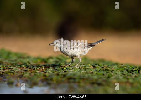 Paruline barrée près de l'eau la Paruline barrée (Curruca nisoria) est une paruline typique qui se reproduit dans les régions tempérées du centre et de l'est de l'Europ Banque D'Images