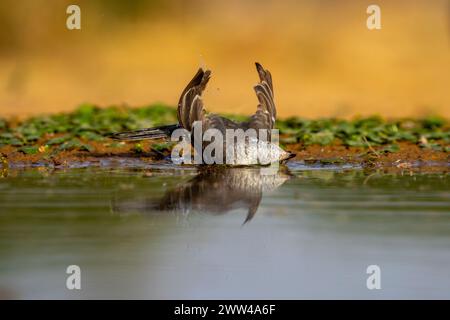 Paruline barrée près de l'eau la Paruline barrée (Curruca nisoria) est une paruline typique qui se reproduit dans les régions tempérées du centre et de l'est de l'Europ Banque D'Images