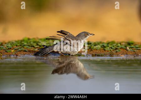 Paruline barrée près de l'eau la Paruline barrée (Curruca nisoria) est une paruline typique qui se reproduit dans les régions tempérées du centre et de l'est de l'Europ Banque D'Images