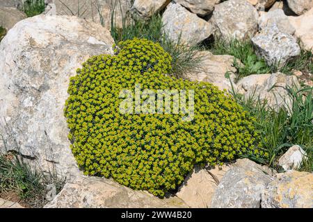 Euphorbia hierosolymitana L'épurée de Jérusalem photographiée à Har Amasa (Mont Amasa), Israël au printemps février Banque D'Images