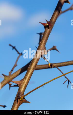 Gros plan d'une gousse de graines de 'Robinia pseudoacacia' de couleur brune sur un fond naturel brillant. Banque D'Images