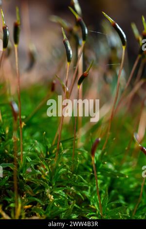 Précieuses gouttes d'eau de la rosée matinale recouvrant une plante isolée de Ceratodon purpureus qui pousse sur la roche, mousse pourpre, sol brûlé Banque D'Images