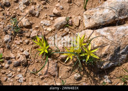 Les noms communs de Gagea commutata incluent Stolonous Gagea et Yellow Star-of-Bethléhem, photographiés à Har Amasa (Mont Amasa), Israël au printemps février Banque D'Images