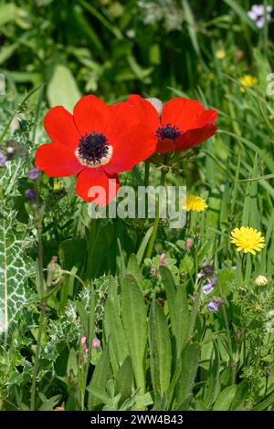 Fleurs sauvages printanières rouges Anemone coronaria (anémone du coquelicot). Cette fleur sauvage peut apparaître en plusieurs couleurs. Principalement rouge, mais aussi violet, bleu et blanc P Banque D'Images