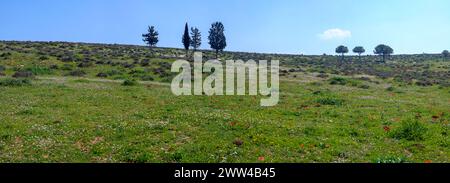 Har Amasa (Mont Amasa), Israël au printemps dans le sud d'Israël. Situé près de la forêt de Yatir à 20 kilomètres au sud d'Hébron et à 14 kilomètres au nord-ouest Banque D'Images