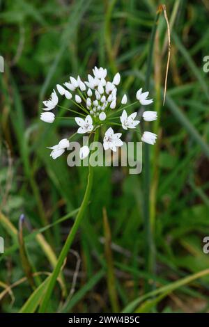 Fleur Wild Naples ail Allium neapolitanum plante. Photographié dans la vallée de Jezreel, Israël en mars Banque D'Images