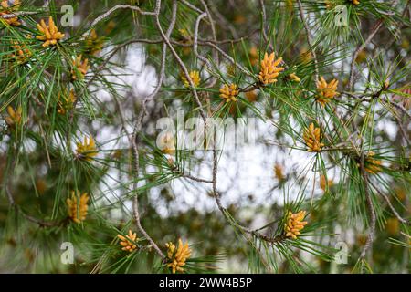 Fleurs mâles du pin d'Alep Pinus halepensis, communément connu sous le nom de pin d'Alep, également connu sous le nom de pin de Jérusalem, est un pin originaire du Méditer Banque D'Images