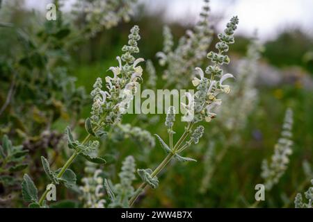 La Salvia dominique (sauge de Dominique) est un arbuste vivace au parfum fort que l'on trouve dans toute la Méditerranée orientale, en particulier en Jordanie, en Israël, au Liban et Banque D'Images