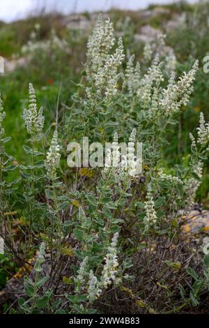 La Salvia dominique (sauge de Dominique) est un arbuste vivace au parfum fort que l'on trouve dans toute la Méditerranée orientale, en particulier en Jordanie, en Israël, au Liban et Banque D'Images