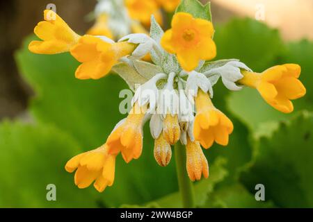 Frappant Primula palinuri, Palinuro auricula. Portrait naturel de plante fleurie en gros plan, Springtime. Séduisant, étonnant, époustouflant, fascinant, Banque D'Images