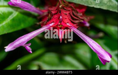 Délicieux Chlorophytum orchidastrum 'Orange vert'. Image de plante fleurie en gros plan naturelle. Insaisissable, ouverture des yeux, intéressant, séduisant, étonnant, Banque D'Images