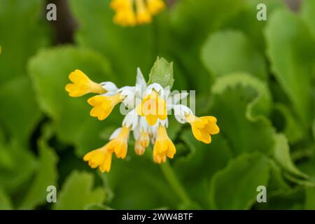 Frappant Primula palinuri, Palinuro auricula. Portrait naturel de plante fleurie en gros plan, Springtime. Séduisant, étonnant, époustouflant, fascinant, Banque D'Images