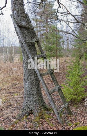 Vieille échelle en bois appuyée sur le tronc d'arbre en automne. Banque D'Images