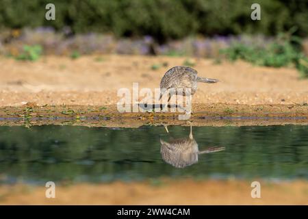 Babbler arabe près de l'eau le babbler arabe (Argya squamiceps) est un oiseau passereau. C'est un oiseau résident de nidification communautaire de broussailles arides dans le M. Banque D'Images