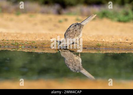 Babbler arabe près de l'eau le babbler arabe (Argya squamiceps) est un oiseau passereau. C'est un oiseau résident de nidification communautaire de broussailles arides dans le M. Banque D'Images