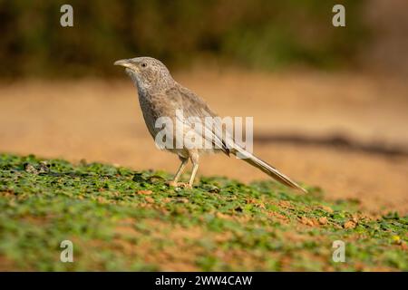 Babbler arabe sur le sol le babbler arabe (Argya squamiceps) est un oiseau passereau. C'est un oiseau résident de nidification communautaire de broussailles arides en th Banque D'Images