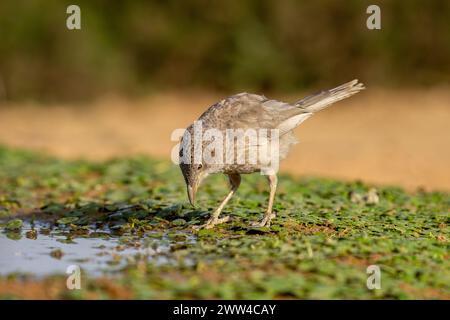 Babbler arabe près de l'eau le babbler arabe (Argya squamiceps) est un oiseau passereau. C'est un oiseau résident de nidification communautaire de broussailles arides dans le M. Banque D'Images