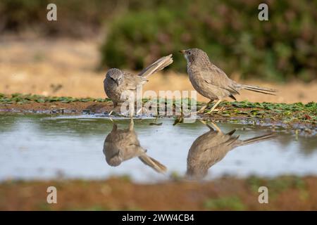 Babbler arabe près de l'eau le babbler arabe (Argya squamiceps) est un oiseau passereau. C'est un oiseau résident de nidification communautaire de broussailles arides dans le M. Banque D'Images